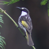 White-cheeked Honeyeater